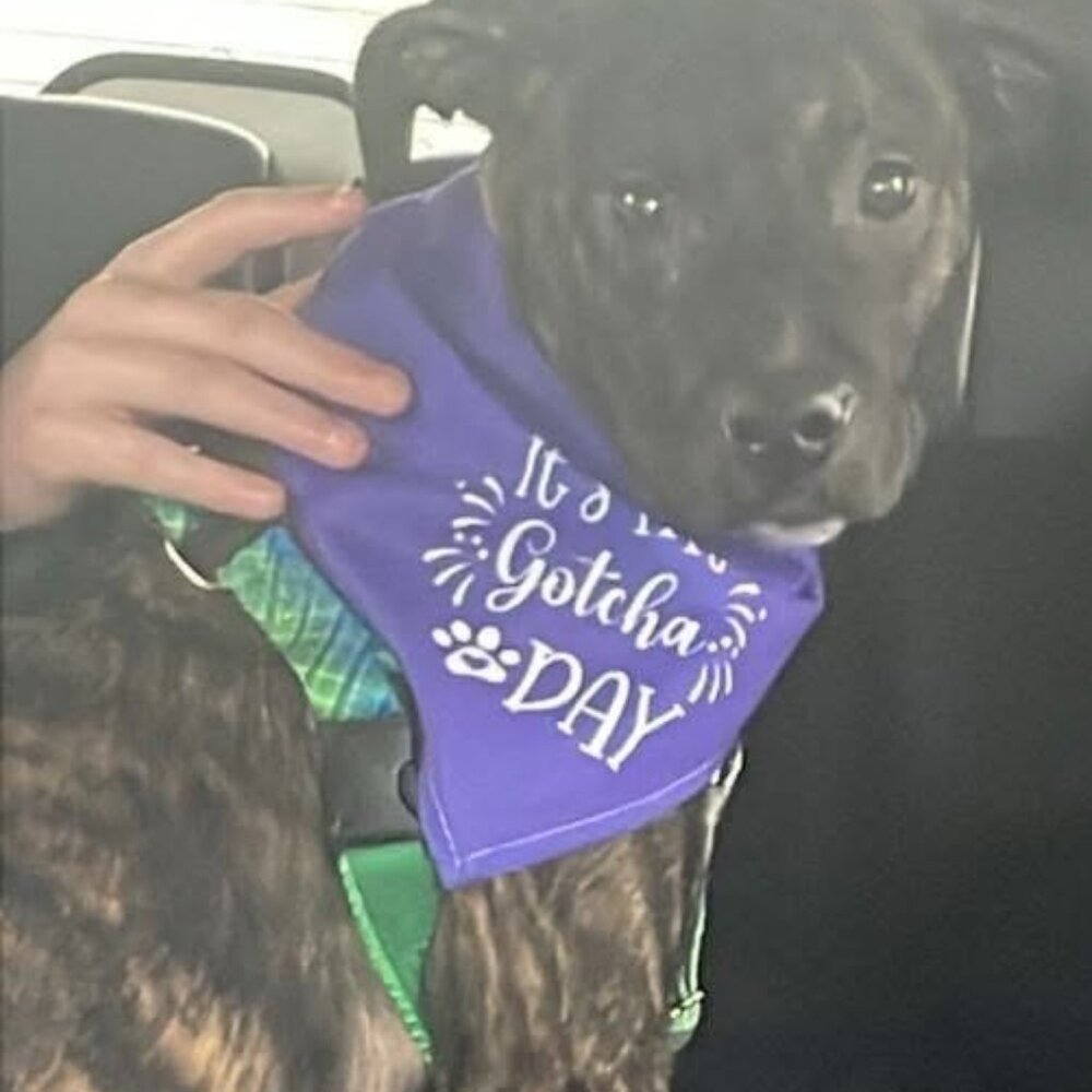 Daintygoblin  I'M LIVE - Picture 8 of 12